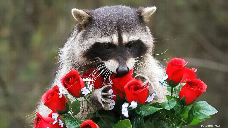 Take a Break: Adorable Raccoons to Brighten Your Day