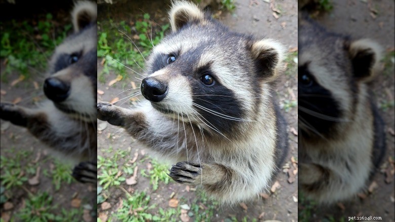 Take a Break: Adorable Raccoons to Brighten Your Day