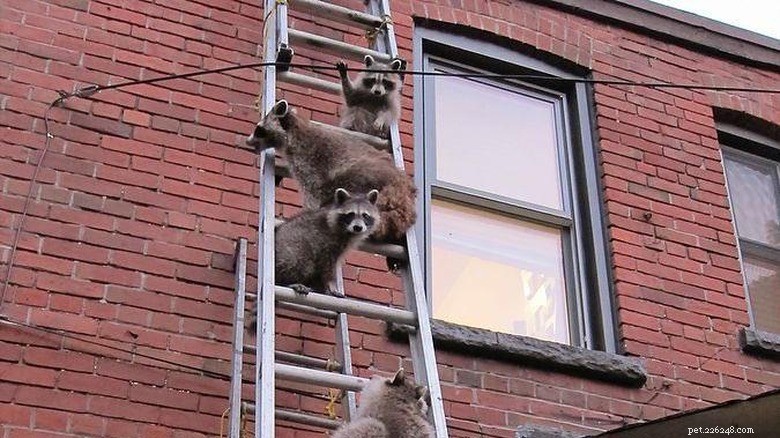 Take a Break: Adorable Raccoons to Brighten Your Day