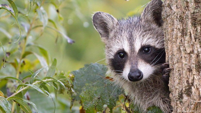 Take a Break: Adorable Raccoons to Brighten Your Day