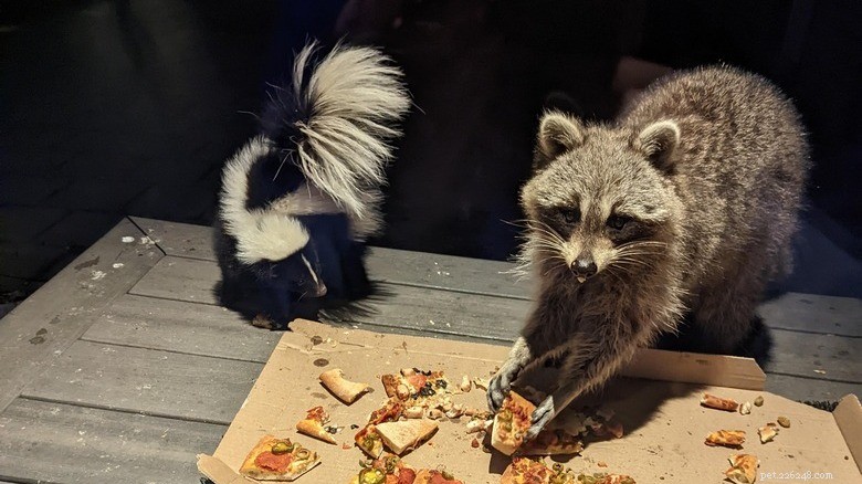 Take a Break: Adorable Raccoons to Brighten Your Day