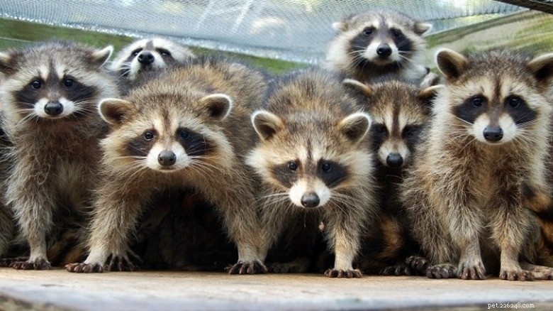 Take a Break: Adorable Raccoons to Brighten Your Day