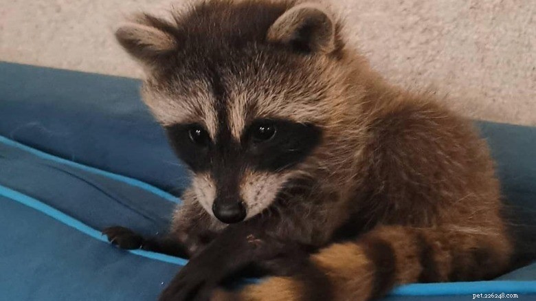Take a Break: Adorable Raccoons to Brighten Your Day