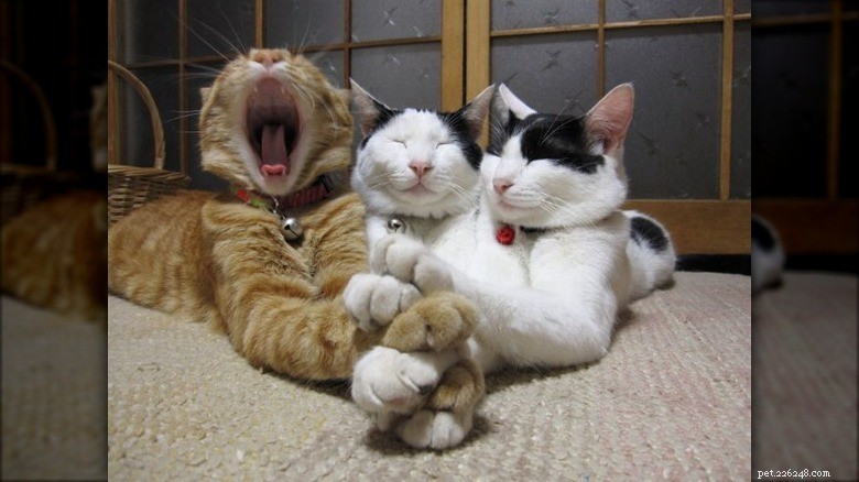 Hilarious Animal Photos Guaranteed to Make You Laugh