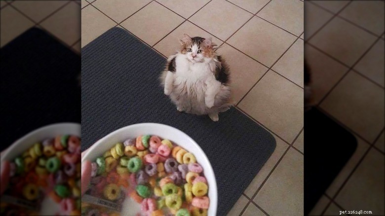 Hilarious Animal Photos Guaranteed to Make You Laugh