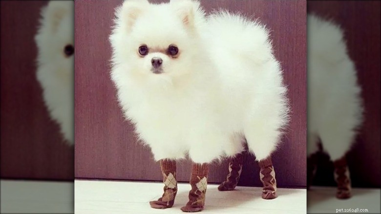Hilarious Animal Photos Guaranteed to Make You Laugh