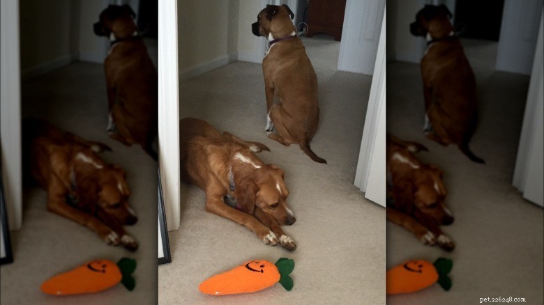 Hilarious Animal Photos Guaranteed to Make You Laugh