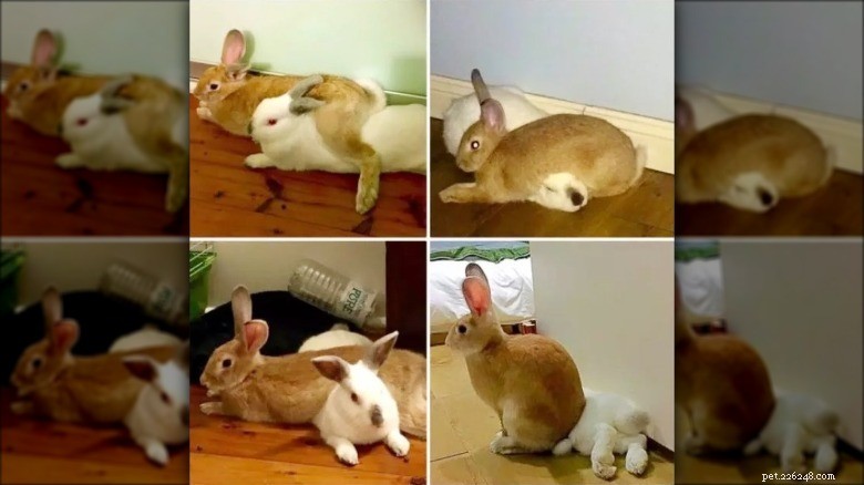 Hilarious Animal Photos Guaranteed to Make You Laugh