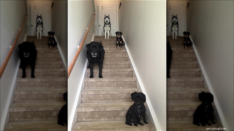 Hilarious Animal Photos Guaranteed to Make You Laugh