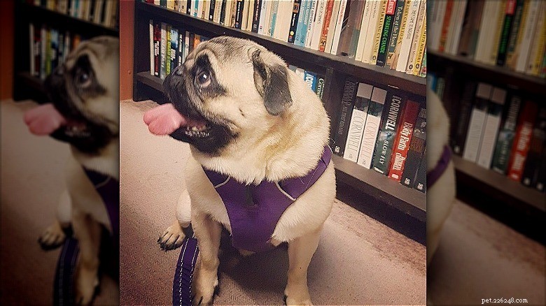 Hilarious Animal Photos Guaranteed to Make You Laugh