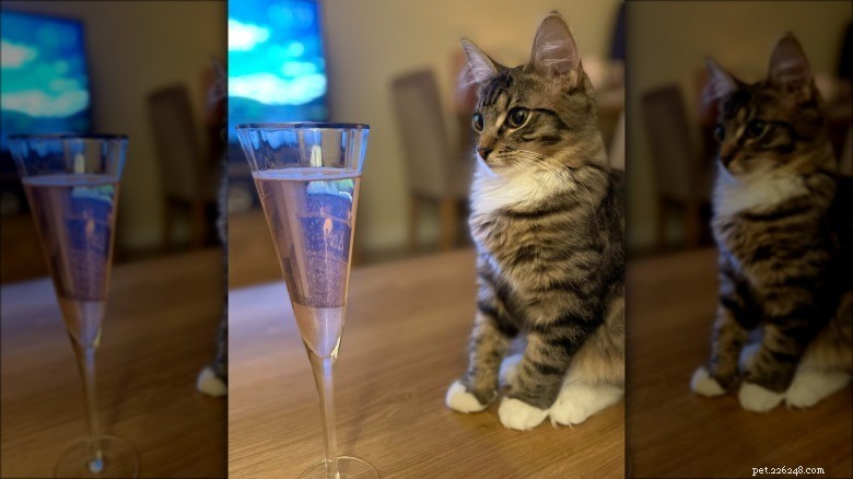 Hilarious Animal Photos Guaranteed to Make You Laugh