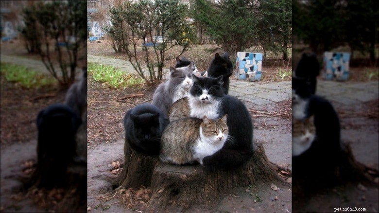Hilarious Animal Photos Guaranteed to Make You Laugh