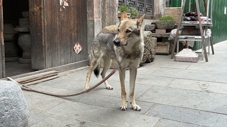 Why Owning a Pet Coyote Differs from Owning a Dog: Key Insights