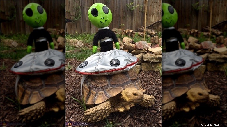 Turtles & Tortoises in Costumes: A Trending Phenomenon