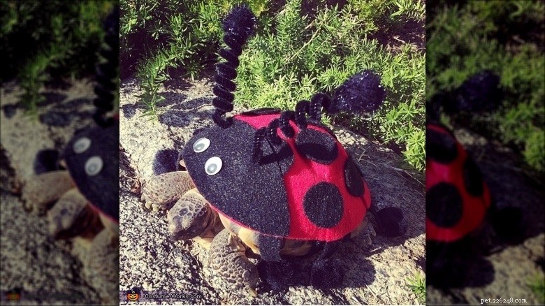 Turtles & Tortoises in Costumes: A Trending Phenomenon