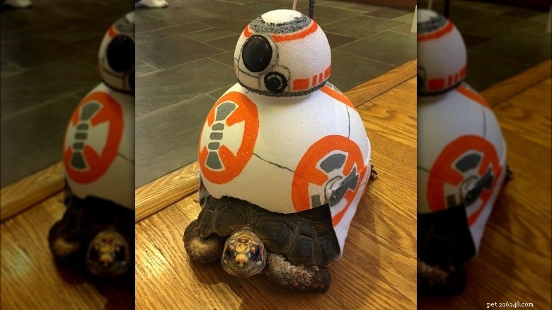 Turtles & Tortoises in Costumes: A Trending Phenomenon