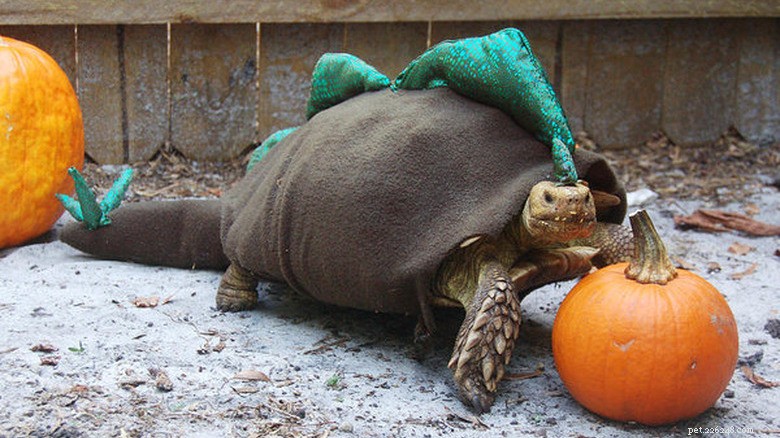 Turtles & Tortoises in Costumes: A Trending Phenomenon