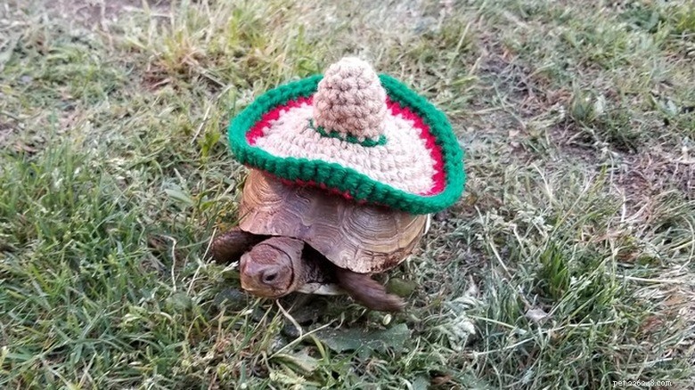 Turtles & Tortoises in Costumes: A Trending Phenomenon
