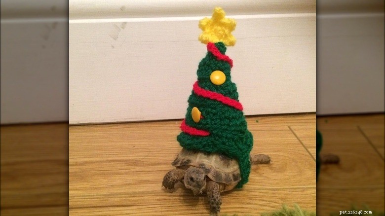 Turtles & Tortoises in Costumes: A Trending Phenomenon