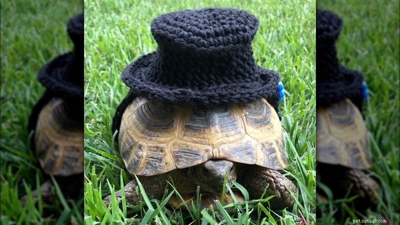 Turtles & Tortoises in Costumes: A Trending Phenomenon