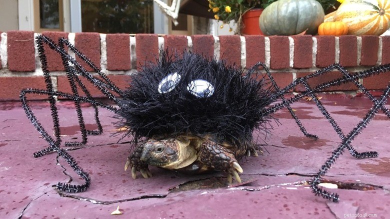 Turtles & Tortoises in Costumes: A Trending Phenomenon
