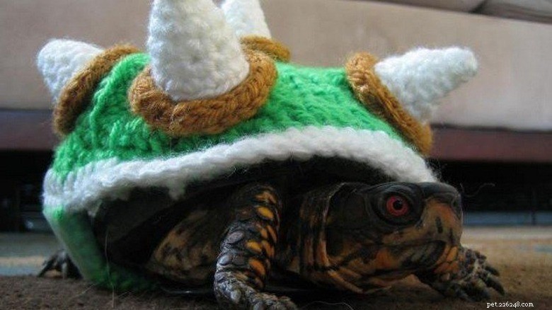 Turtles & Tortoises in Costumes: A Trending Phenomenon
