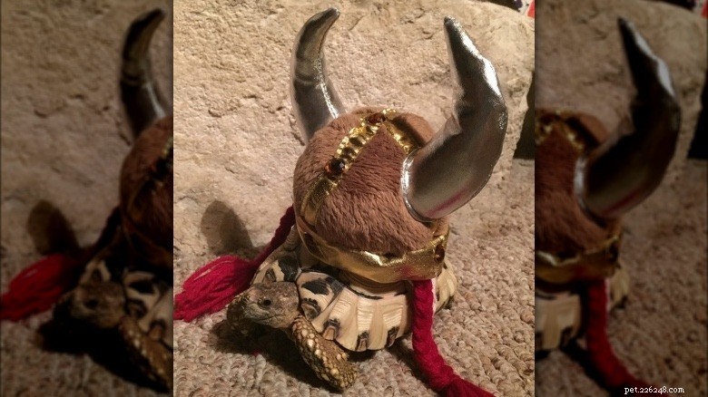 Turtles & Tortoises in Costumes: A Trending Phenomenon