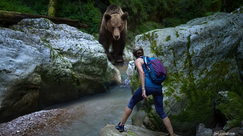 The Hidden Debate: Capturing Grizzly Bears in Yellowstone and Its Conservation Implications