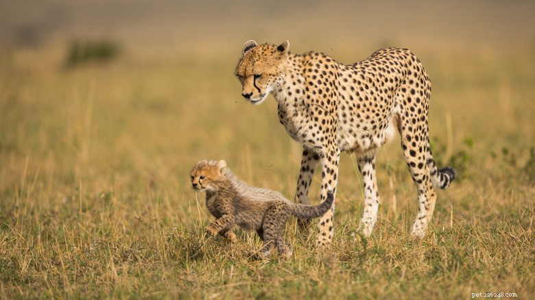 What Makes Baby Cheetahs So Distinct from Their Parents?