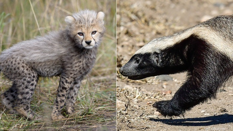 What Makes Baby Cheetahs So Distinct from Their Parents?