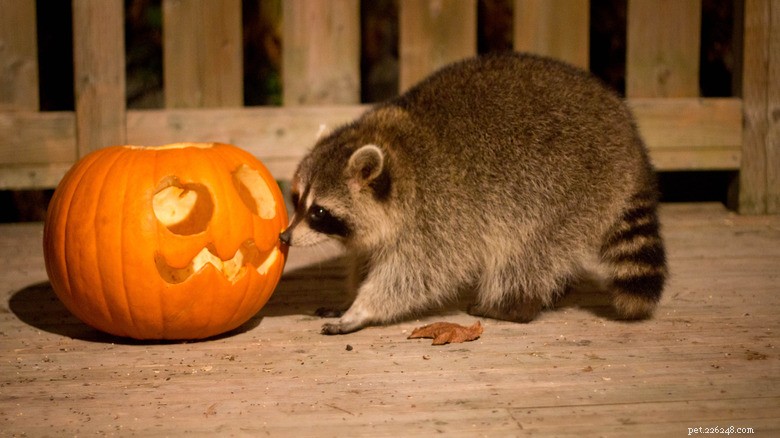 Animals Play with Pumpkins: Enrichment & Fun in Zoos