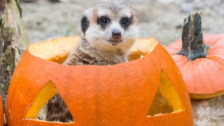 Animals Play with Pumpkins: Enrichment & Fun in Zoos