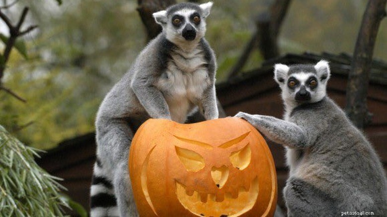 Animals Play with Pumpkins: Enrichment & Fun in Zoos