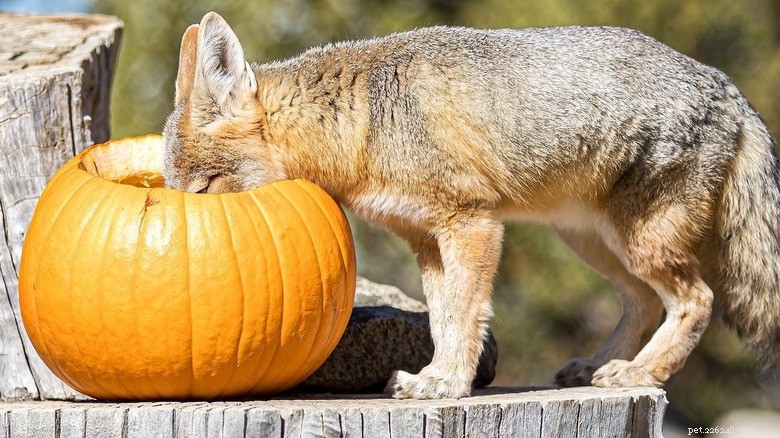 Animals Play with Pumpkins: Enrichment & Fun in Zoos