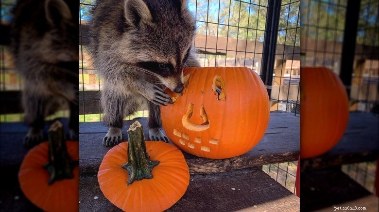 Animals Play with Pumpkins: Enrichment & Fun in Zoos