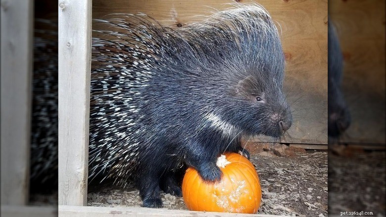 Animals Play with Pumpkins: Enrichment & Fun in Zoos