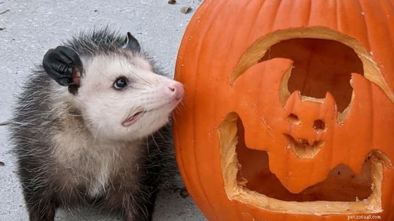 Animals Play with Pumpkins: Enrichment & Fun in Zoos