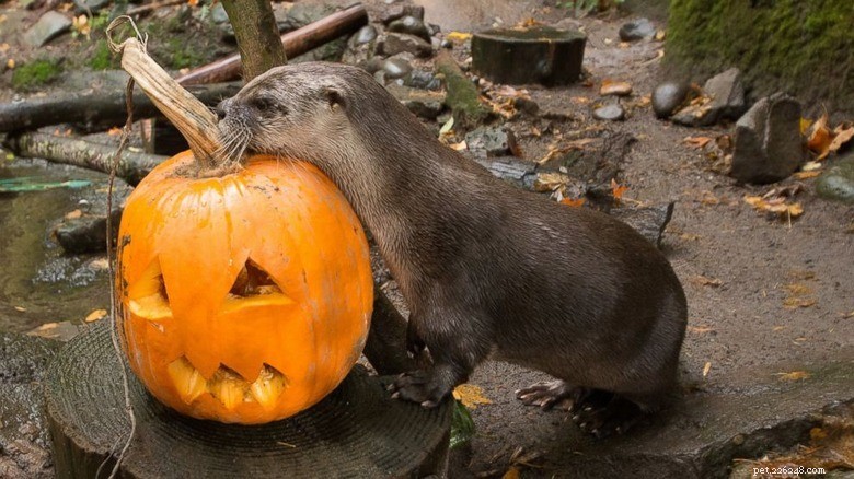 Animals Play with Pumpkins: Enrichment & Fun in Zoos