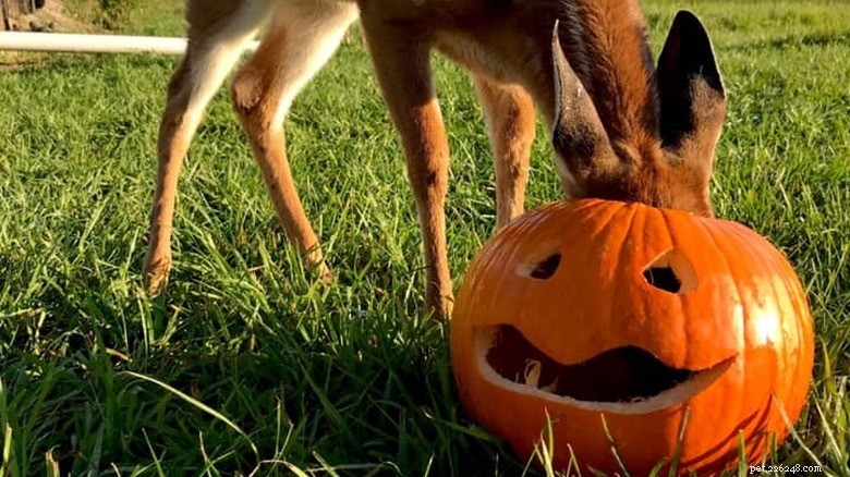 Animals Play with Pumpkins: Enrichment & Fun in Zoos