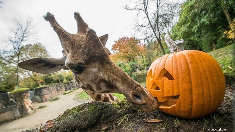 Animals Play with Pumpkins: Enrichment & Fun in Zoos
