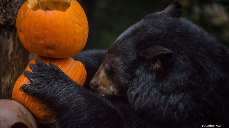 Animals Play with Pumpkins: Enrichment & Fun in Zoos