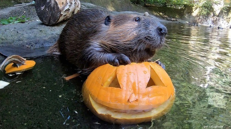 Animals Play with Pumpkins: Enrichment & Fun in Zoos
