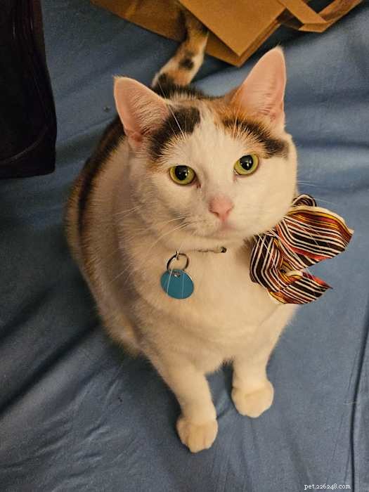 Meet May May: Your Affectionate Calico Companion
