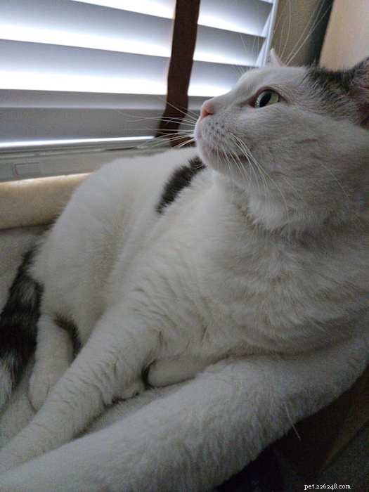 Meet Winnie: Your Future Feline Companion