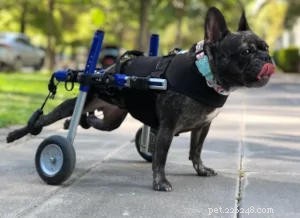 Leg Tremors in Dogs: Why Your Dog’s Back Legs Shake and What to Do