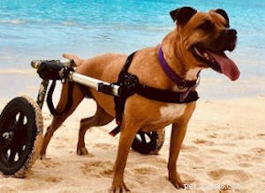 Sudden Dog Paralysis: Causes, Symptoms & Effective Treatments