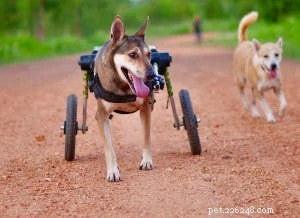 Sudden Dog Paralysis: Causes, Symptoms & Effective Treatments