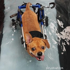 Sudden Dog Paralysis: Causes, Symptoms & Effective Treatments