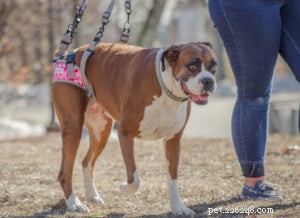 Sudden Dog Paralysis: Causes, Symptoms & Effective Treatments