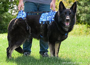 Sudden Dog Paralysis: Causes, Symptoms & Effective Treatments